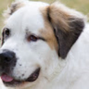 Meet your Posher, Lana